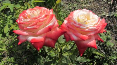 Priţesa Kaiserin Farah